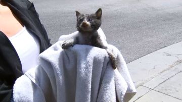 Gatito rescatado en east LA