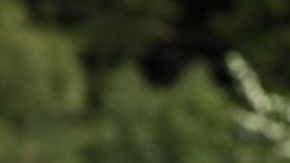 Leclerc ocupará el puesto del último campeónn de Ferrari