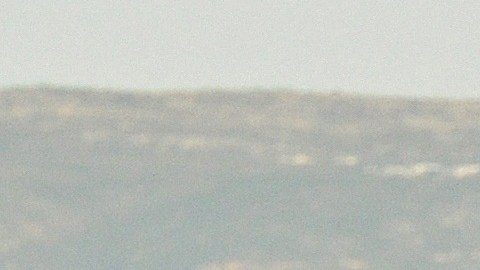 Un tiburón blanco salta tras una falsa carnada.