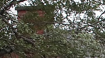 Árboles derribados por el huracán Florence en Wilmington, Carolina del Norte.