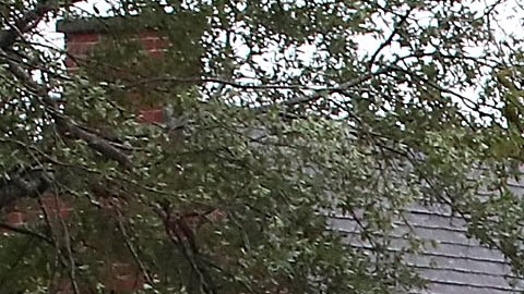 Árboles derribados por el huracán Florence en Wilmington, Carolina del Norte.