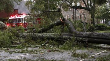 Árboles derribados por el huracán Florence en Wilmington, Carolina del Norte.