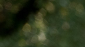 Luis Gómez rescata unos pollitos de la inundación en Longs, Carolina del Sur.