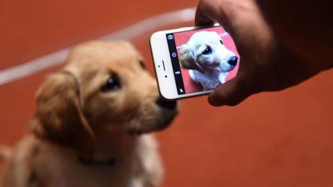 Los cachorros desfilaron cargados por sus entrenadoras.