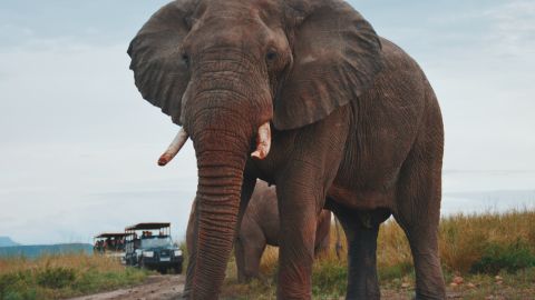 Muere al ser pisada por un elefante