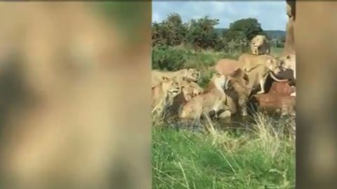 Ataque de leonas a león