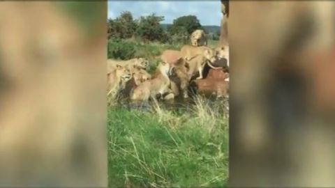 Ataque de leonas a león