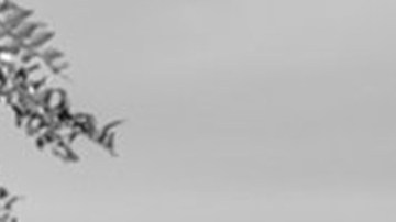 "Roma", la película de Alfonso Cuarón