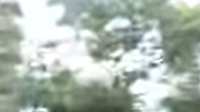 Un perro huye por toda la ciudad de Nueva York.