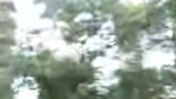 Un perro huye por toda la ciudad de Nueva York.