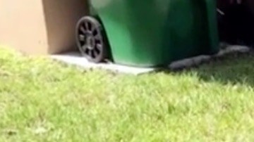 Lagartija gigante en Florida.