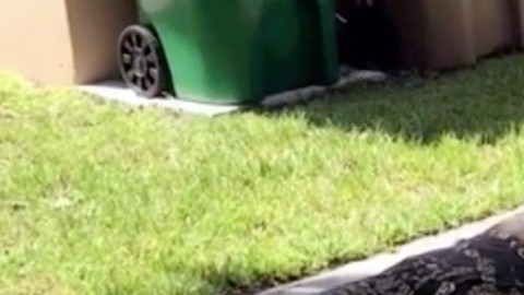 Lagartija gigante en Florida.