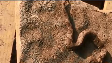 Serpiente de dos cabezas