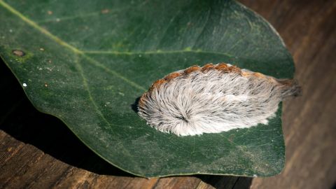 Oruga peluche