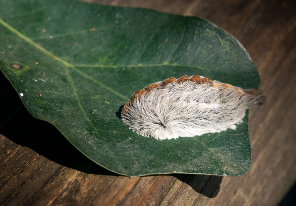 Adolescente Estuvo A Punto De Morir Por Mordedura De Oruga Peluche - La 