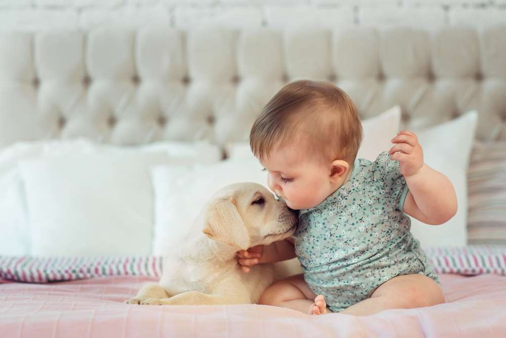 Los bebés pueden ser vulnerables a enfermedades de animales.