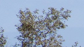 Caminos y vegetación indígena a un lado del río. Aurelia Ventura/La Opinion