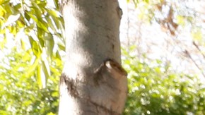 Los latinos no acudieron a las urnas en las elecciones primarias.  (Aurelia Ventura/LaOpinión)