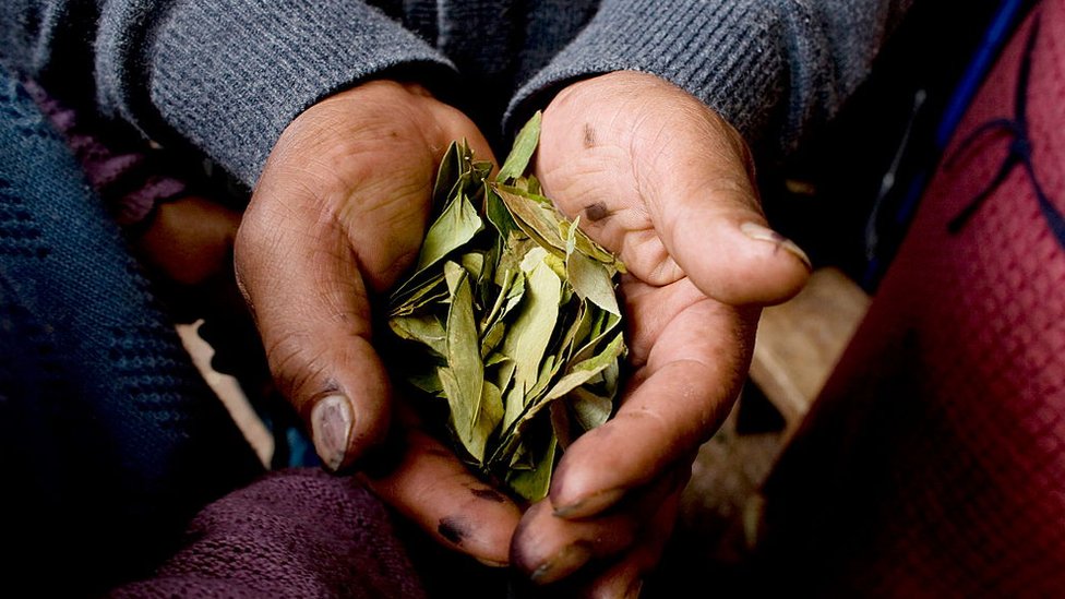 La única empresa de EEUU que importa hojas de coca con autorización de