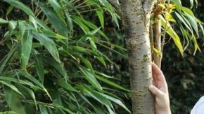 Fingió tener cáncer