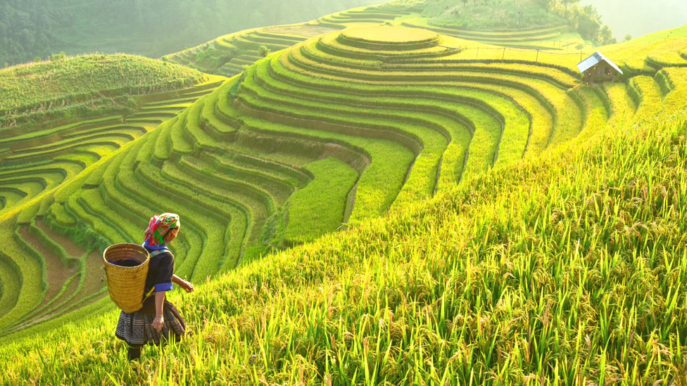 El arroz es la base de la dieta diaria de cerca de 3.500 millones de personas.