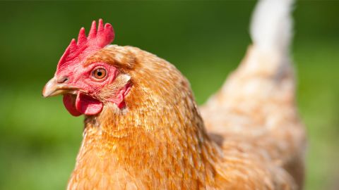 ¿No es necesario ya matar al pollo para comer pechuga?