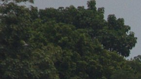 Migrantes hondureños cruzan el río Suchiate, en la frontera de México y Guatemala.