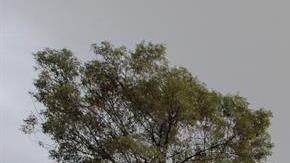 Festival del Día de Muertos .