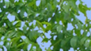 18-0205 Street View Weinberg v2 (2)