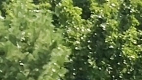 Foto: Wikimedia Commons