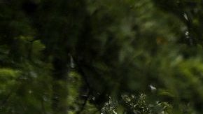 La caravana migrante continúa su camino hacia EEUU.