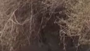 Turistas con sobrepeso a lomos de burros.