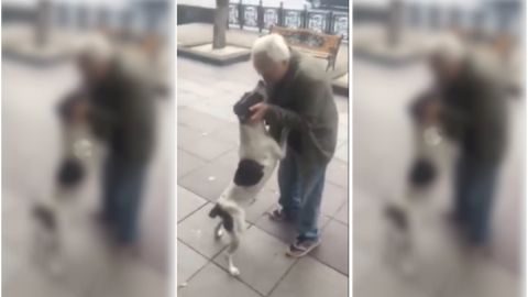 Perro llorar al reencontrarse con su dueño