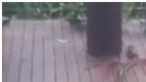 Abuelo salva a nieto de pitón