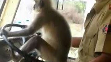 Un mono toma el volante de un autobús.