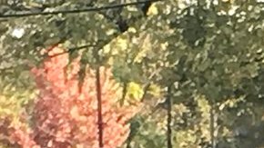 El presidente Donald Trump y la primera dama, Melania Trump, depositan flores y piedras en cada una de las estrellas colocadas en honor a las víctimas de la masacre en Pittsburgh.