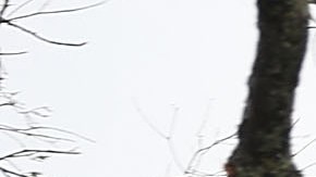 Un árbol desgajado sobre una casa en Panama City, Florida.