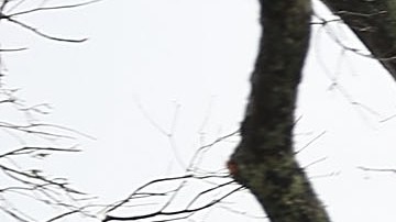 Un árbol desgajado sobre una casa en Panama City, Florida.
