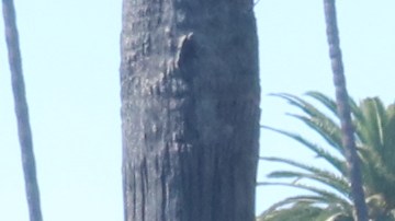 Cientos acudieron a deleitarse del festival por el Día de Muertos. / fotos: Jorge Luis Macías.