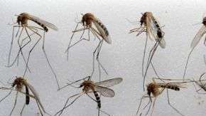 El Culex pipiens molestus vive en el metro y es muy peculiar.