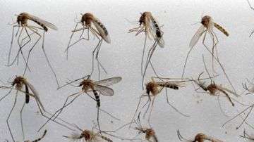 El Culex pipiens molestus vive en el metro y es muy peculiar.