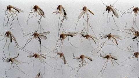 El Culex pipiens molestus vive en el metro y es muy peculiar.