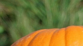 Propiedades calabaza