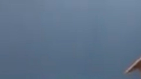 Este pequeño pit bull está listo para ser adoptado.