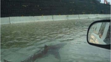 Un tiburón en Panama City, huyendo del huracán Michael.