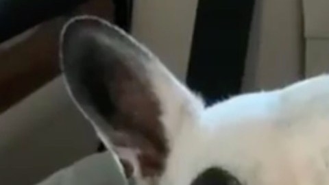 Uno de los vídeos de perritos que ya se hizo viral.