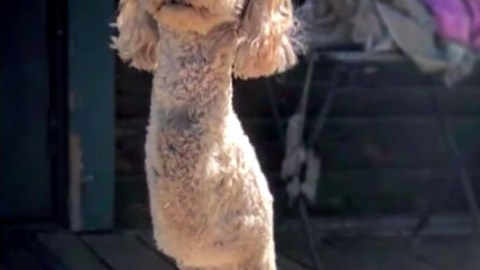 Un perrito rescatado luego de tener un accidente de auto.