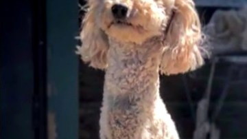 Un perrito rescatado luego de tener un accidente de auto.