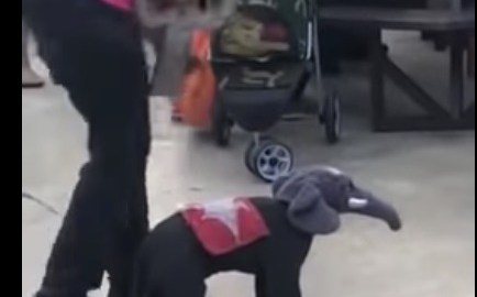 Disfraz de Halloween para perros.
