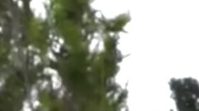 Tigres de Bengala blancos nacen en Crimea.